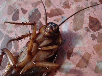 dezynsekcja karaluchów